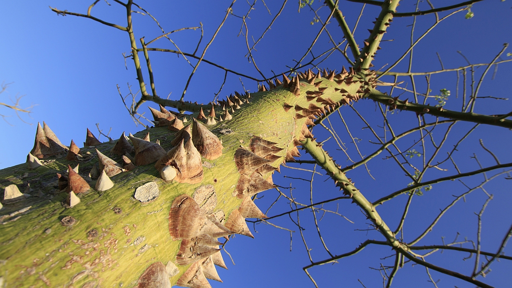 Thorn Trees Identification Thorn Trees Identification