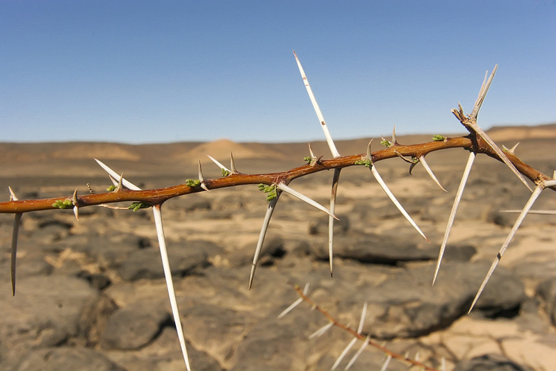 Trees Bearing Thorns, Spines and Prickles. Arborist Now